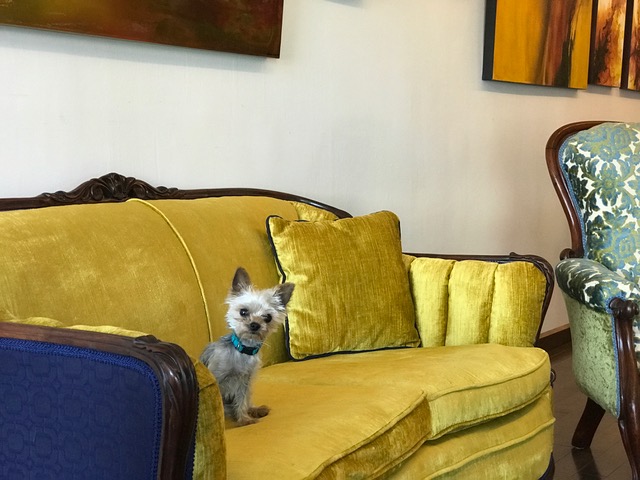 Coco the Memory Castings Studio Dog, Looking Adorable, As usual